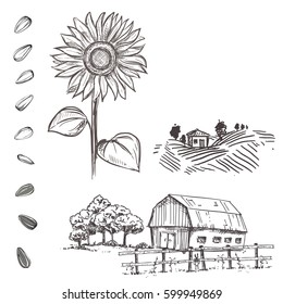 Hand drawn vector illustration set of monochrome sunflower, grain, seed, farm. sketch. Vector eps 8