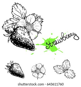Hand drawn vector illustration set of monochrome strawberry, flower, leaf. sketch. Vector eps 8.