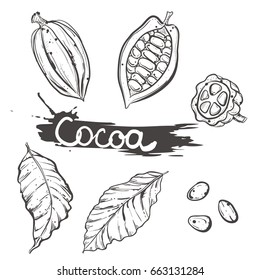 Hand drawn vector illustration set of monochrome cocoa, leaf, bean. sketch. Vector eps 8