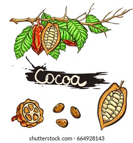 Hand drawn vector illustration set of color cocoa branch, leaf, bean. sketch. Vector eps 8