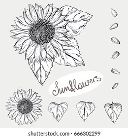 Hand Drawn Vector Illustration Set Of Monochrome Sunflower, Grain, Seed. Sketch. Vector Eps 8