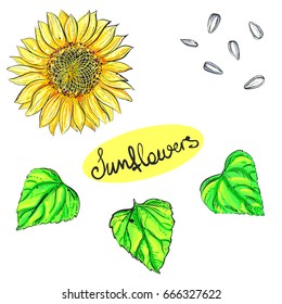 Hand drawn vector illustration set of color sunflower, grain, seed. sketch. Vector eps 8