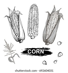 Hand drawn vector illustration set of gray scale corn, grain, stalk, branch. sketch. Vector eps 8