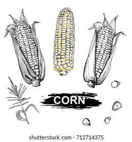 Hand drawn vector illustration set gray scale   color corn  grain  stalk  branch  sketch  Vector eps 8