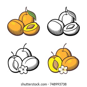 Hand drawn vector illustration set apricots  Apricot fruits and leaf  flower  cross section   kernel  Outline   colored version