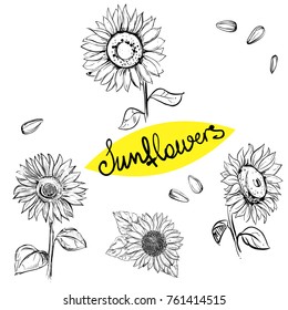 Hand drawn vector illustration set of monochrome sunflower, grain, seed. sketch. Vector eps 8