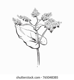 Hand drawn vector illustration set of buckwheat, grain. sketch. Vector eps 8