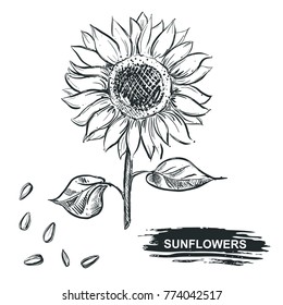 Hand drawn vector illustration set of monochrome sunflower, grain, seed. sketch. Vector eps 8