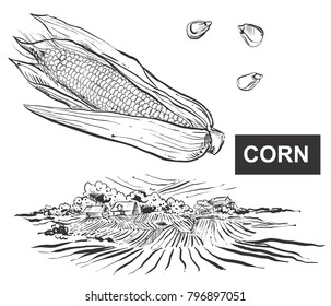 Hand drawn vector illustration set of black corn, grain, farm, field. sketch. Vector eps 8