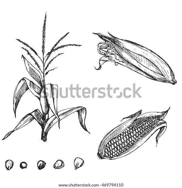 Hand Drawn Vector Illustration Set Corn Stock Vector (Royalty Free ...