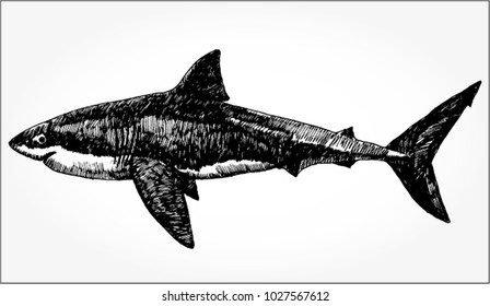 Hand Drawn Vector Illustration of Shark