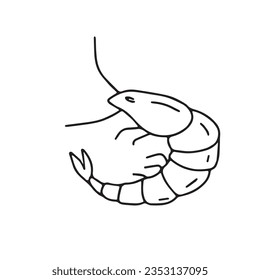 Hand drawn vector illustration of shrimp. Isolated on white background