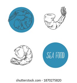 Hand drawn vector illustration of shrimps, prawns. Isolated seafood images for design, packaging, menu
