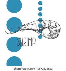 Hand drawn vector illustration of shrimps, prawns. Isolated seafood images for design, packaging, menu