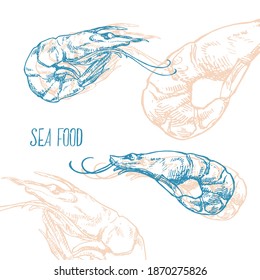 Ilustración vectorial a mano de gambas, gambas. Imágenes aisladas de mariscos para diseño, envasado, menú