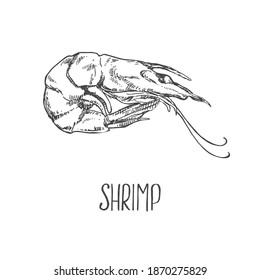 Hand drawn vector illustration of shrimps, prawns. Isolated seafood images for design, packaging, menu