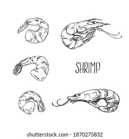 Hand drawn vector illustration of shrimps, prawns. Isolated set seafood images for design, packaging, menu