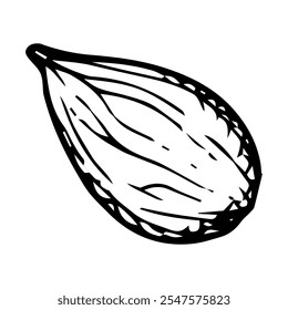 Hand drawn vector illustration of single cardamom pod, almond kernel with detailed black outline. Perfect for culinary, herbal and natural designs, highlighting spice, flavor and organic beauty