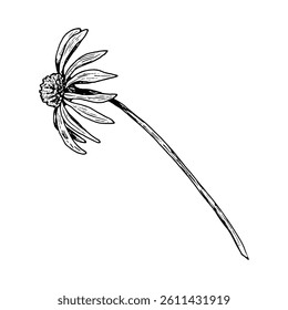 Hand drawn vector illustration of a single wildflower with a curved stem and elongated petals. Stylized flower resembles chamomile, echinacea, rudbeckia, gaillardia or cosmos, isolated on black.