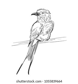 Hand drawn vector illustration. Sketch birds. Ink drafts bird. Engraving birs. Black and white. Isolated on white background. Small pipit.