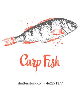 Hand drawn vector illustration with sketch carp. Fish Market. Seafood menu.  Brush calligraphy elements for your design. Handwritten ink lettering.