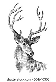 Hand drawn vector illustration sketch of deer.  Boho style. Use for scrapbook, tissue, textile, cloth, fabric, web 