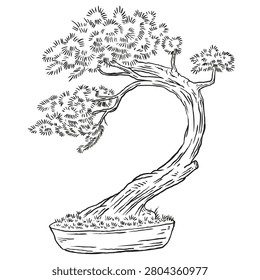 Hand drawn vector illustration of slanting or windswept style coniferous pine bonsai tree in pot. Detailed line art sketch of traditional Japanese art, isolated on white.