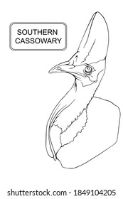 Ilustración vectorial dibujada a mano de un Cassowary del Sur