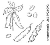 Hand drawn vector illustration of soybean, leaf, pod. Black and white isolated objects collection.