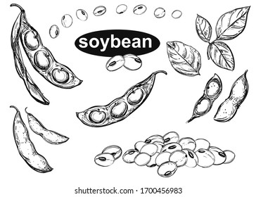 Hand drawn vector illustration of soybean, leaf, pod. Black and white isolated objects collection.