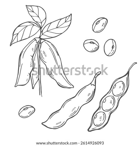 Hand drawn vector illustration of soybean, leaf, pod. Black and white isolated objects collection.