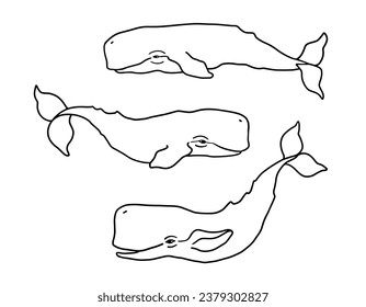 Hand drawn vector illustration of a sperm whale sea whale. Simple line drawing of sea creatures on white background.