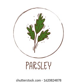 Hand drawn vector illustration of a sprig of parsley with round frame and inscription - Plant icon isolated
