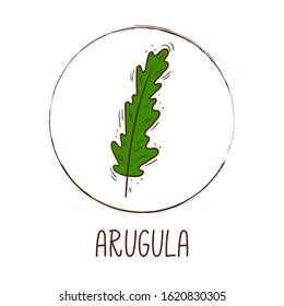 Hand drawn vector illustration of a sprig of arugula with round frame and inscription - Plant icon isolated