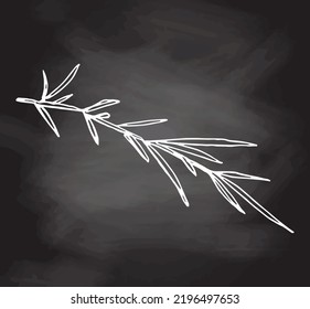 Hand drawn Vector illustration of a sprig of rosemary. White sketch isolated on black chalkboard. Icons and elements for print, labels, packaging. Vintage, doodle style.