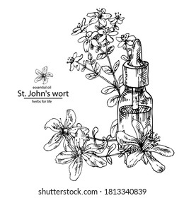 Dibujo manual de la ilustración vectorial del aceite esencial de hierba de San Juan. Hierba medicinal grabada para cosméticos, medicina, tratamiento, aromaterapia, asistencia sanitaria para el diseño de envases.