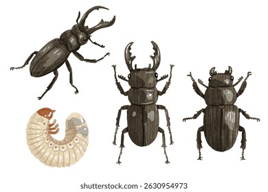 Ilustração de vetor desenhada à mão de um besouro do veado