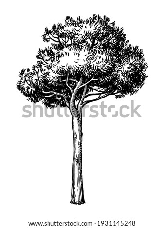 Similar – Image, Stock Photo pine Stone pine Tree