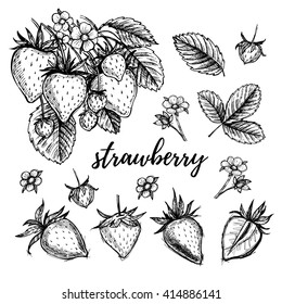 Hand Drawn Vector Illustration - Strawberry Set (plant, Berries, Leaves, Bloom). Sketch Collection.