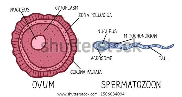 Hand Drawn Vector Illustration Structure Spermatozoon Stock Vector ...