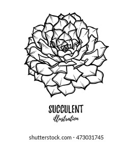 Hand drawn vector illustration - succulent. Sketch on white background. Perfect for Wedding invitation, greeting card, poscard, poster, textile etc.
