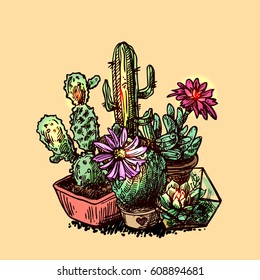 Hand drawn vector illustration  succulents and cactus. Sketch style. 