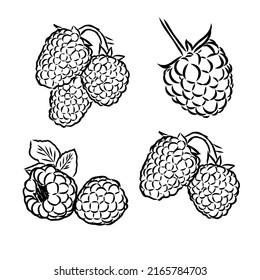 Hand drawn vector illustration. Sweet raspberry. Isolated on white background. Design elements in sketch style. Perfect for packaging, menu, cards, blogs, banners