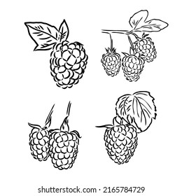 Ilustración vectorial dibujada a mano. Raspberry dulce. Aislado sobre fondo blanco. Diseñar elementos en estilo de esbozo. Perfecto para empaque, menú, tarjetas, blogs, banners