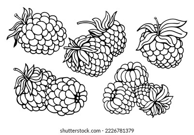 Hand drawn vector illustration. Sweet raspberry. Isolated on white background. Design elements in sketch style. Perfect for packaging, menu, cards, blogs, banners