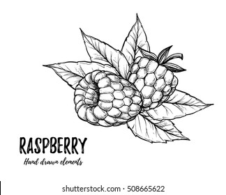 Hand drawn vector illustration. Sweet raspberry. Isolated on white background. Design elements in sketch style. Perfect for packaging, menu, cards, blogs, banners