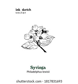 Hand drawn vector illustration of Syringa plant, symbol of Idaho state. Ink sketch.