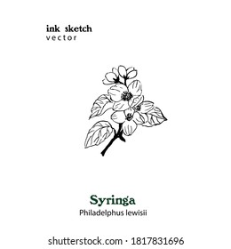 Hand drawn vector illustration of Syringa plant, Philadelphus lewisii.