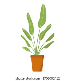 Hand Drawn Vector Illustration Of Tall Floor Indoor Plant In Clay Pot Bird Of Paradise. Room Interior Decoration Urban Jungle Concept