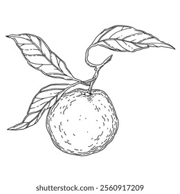 Ilustración vectorial dibujada a mano de una mandarina.
